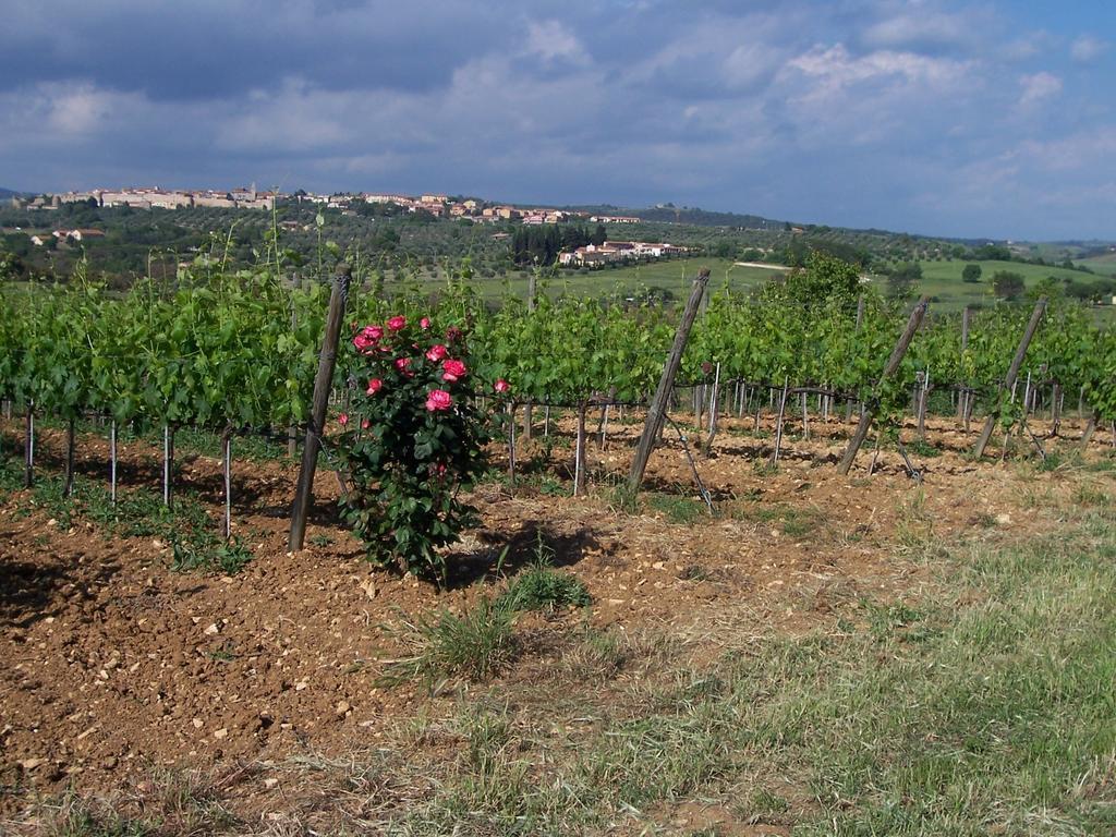 Agriturismo La Carlina Villa Magliano in Toscana Buitenkant foto